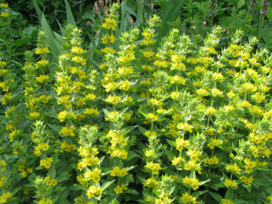 Картинка цветы