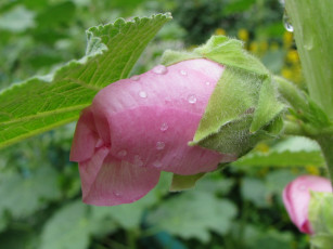 Картинка цветы мальвы