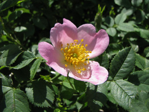 Картинка цветы шиповник