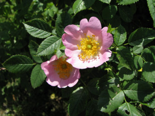 Картинка цветы шиповник