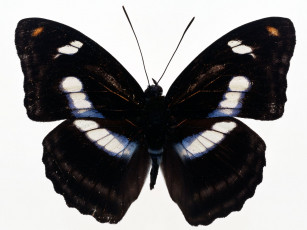 Картинка животные бабочки