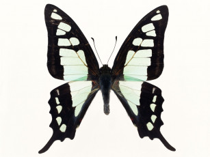 Картинка животные бабочки