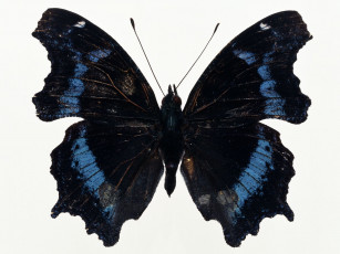 Картинка животные бабочки