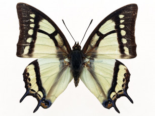 Картинка животные бабочки