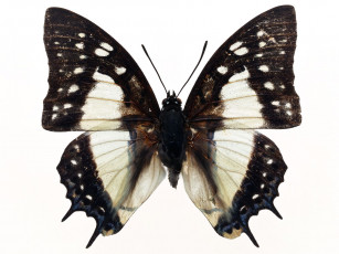 Картинка животные бабочки