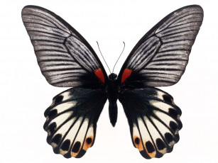 Картинка животные бабочки