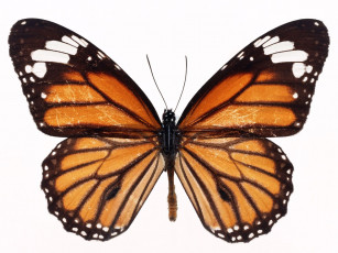 Картинка животные бабочки