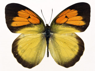 Картинка животные бабочки