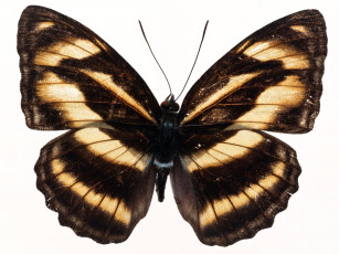 Картинка животные бабочки