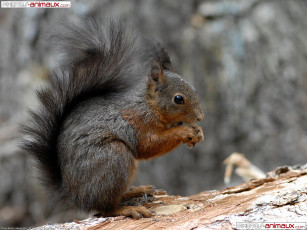 Картинка животные белки