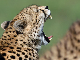 Картинка животные гепарды