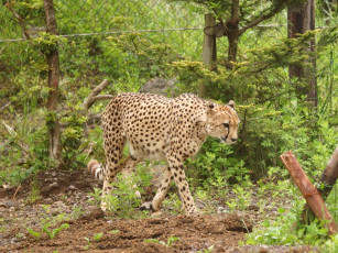 Картинка животные гепарды