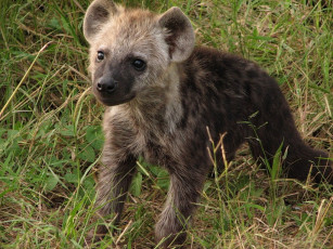 Картинка животные гиены гиеновые собаки