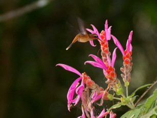 Картинка животные колибри