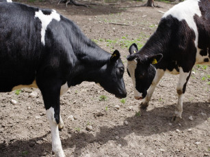 Картинка животные коровы буйволы