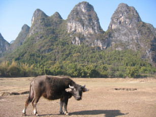 Картинка животные коровы буйволы