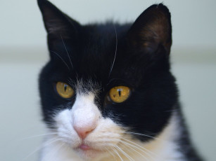 Картинка животные коты