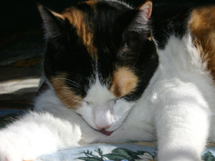 Картинка животные коты