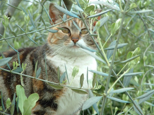 Картинка животные коты