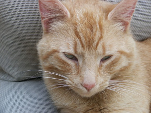 Картинка животные коты