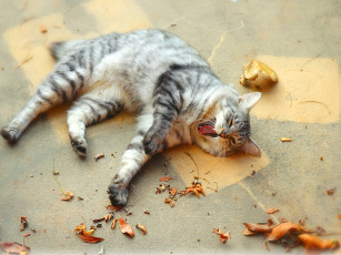 Картинка животные коты