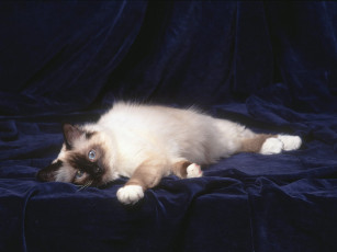 Картинка животные коты