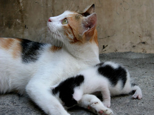 Картинка животные коты