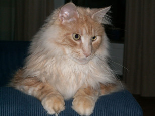 Картинка животные коты