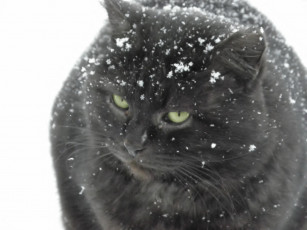 Картинка животные коты