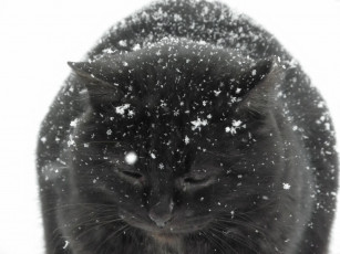 Картинка животные коты