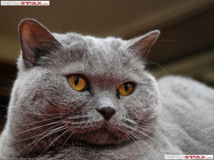 Картинка животные коты