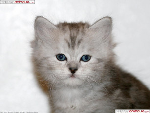 Картинка животные коты