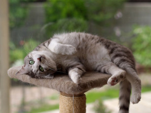 Картинка животные коты