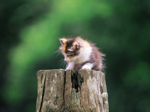 Картинка животные коты