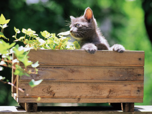 Картинка животные коты