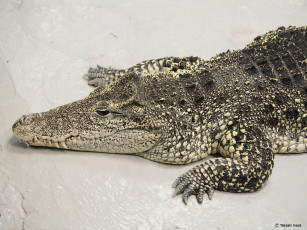 Картинка животные крокодилы