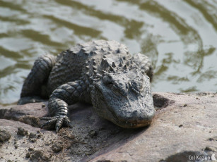 Картинка животные крокодилы