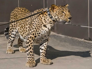 Картинка животные леопарды