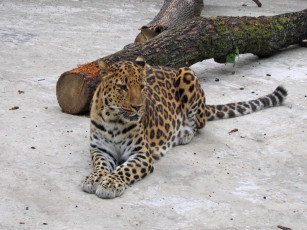 Картинка животные леопарды