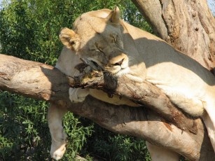 Картинка животные львы