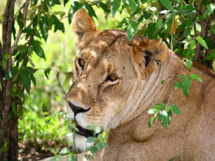 Картинка животные львы