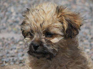 Картинка животные собаки