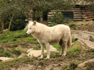 Картинка животные волки