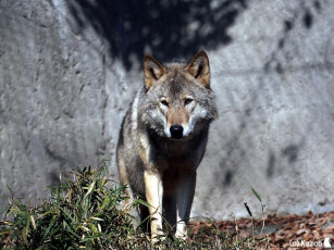 Картинка животные волки