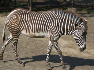 Картинка животные зебры