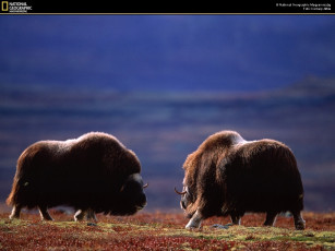 Картинка животные зубры бизоны