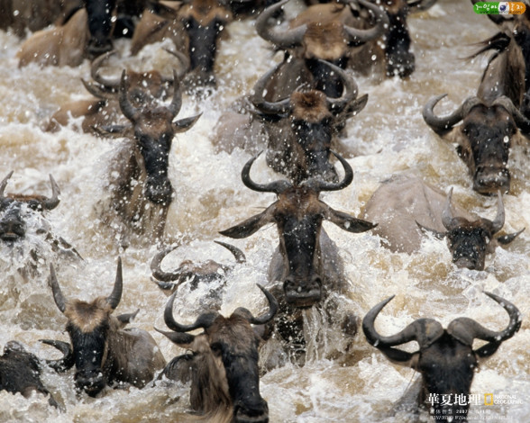 Обои картинки фото животные, антилопы