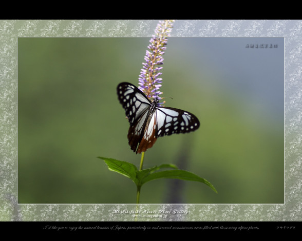 Обои картинки фото животные, бабочки