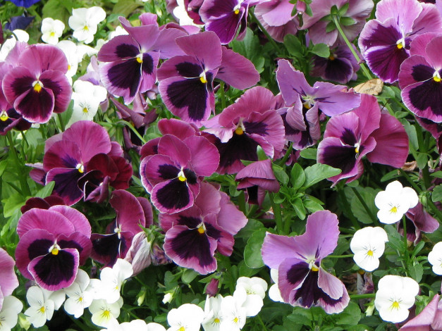 Обои картинки фото цветы, анютины, глазки, садовые, фиалки