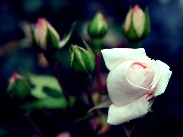 Обои картинки фото цветы, розы